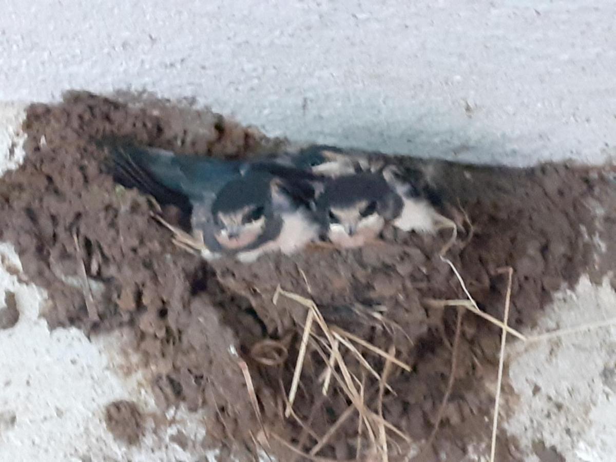 Ferienwohnung Ehemalige Revierfoersterei "Uns Luett" Kuhstorf Bagian luar foto